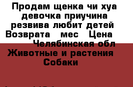 Продам щенка чи_хуа девочка,приучина,резвива,любит детей. Возврата 3 мес › Цена ­ 3 500 - Челябинская обл. Животные и растения » Собаки   